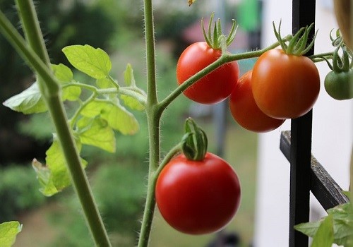 Orto sul balcone: guida per farlo correttamente - Planeta SRL Blog